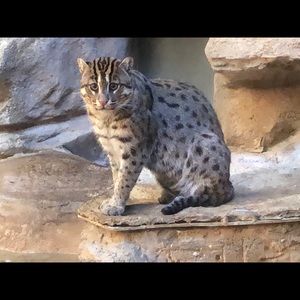 Meet your Posher, Elizabeth